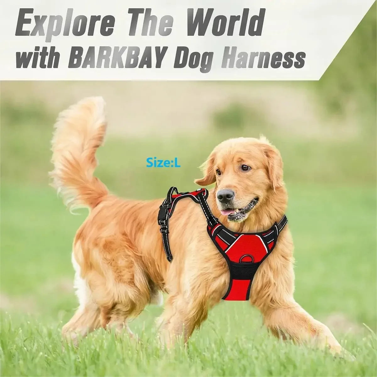 Hot Sale🎁Dog Collars & Leash Set – Durable Pet Collar with Leash for Training and Walking